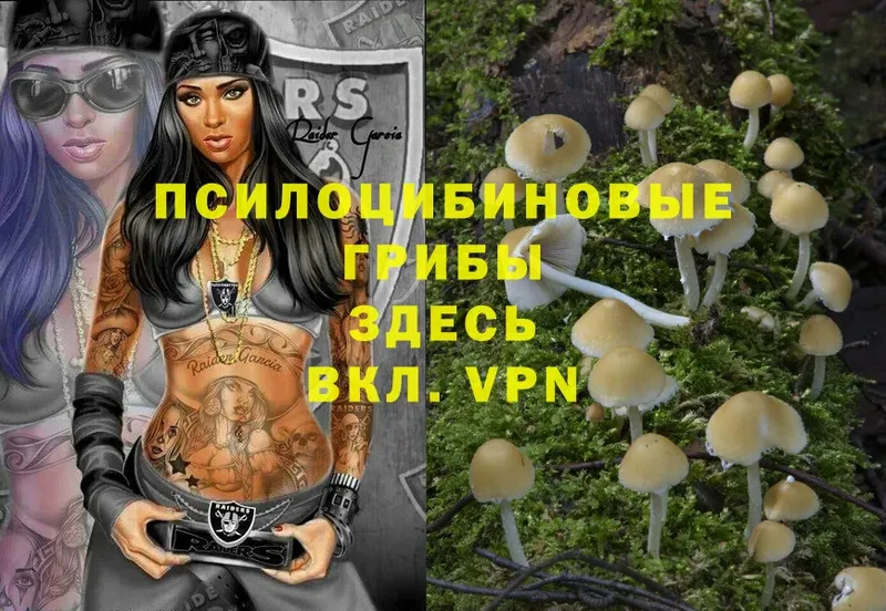 Псилоцибиновые грибы Psilocybe  Балтийск 